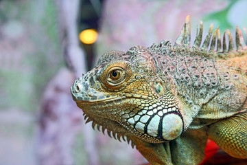 Obraz premium portrait of green iguana closeup