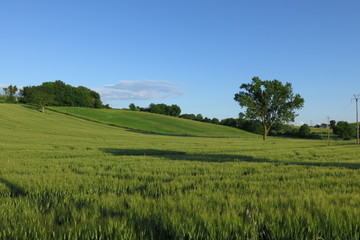 campagna, campo di grano