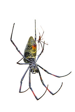 Male and female golden silk orb-weaver spider on white background