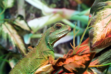 portrait of green iguana closeup