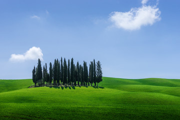 Tuscany Cypress Trees on green Hills