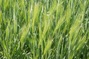 Obraz premium Nahaufnahme Getreidefeld