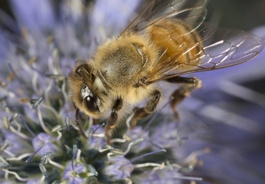 honeybee-macro