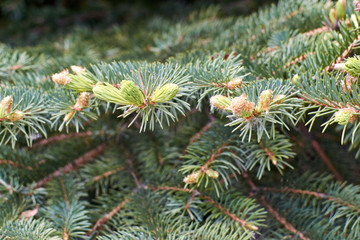 Young sprouts on a branch of a blue spruce