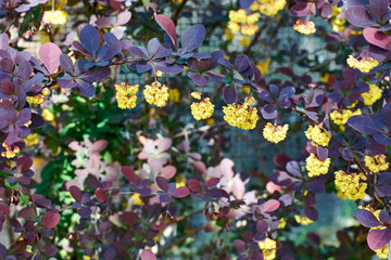 branch of a blossoming spring Berberis ottawensis Superba