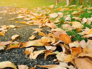 Dry leaves on the ground in autumn forest