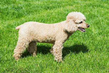 Пудель на фоне зеленой травы