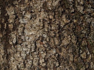 Tree bark background texture