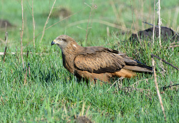 Черный коршун