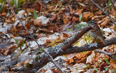 oiseau sur une branche