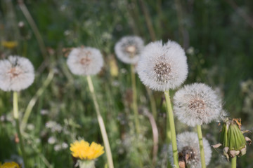 Löwenzahn der Gattung Taraxacum