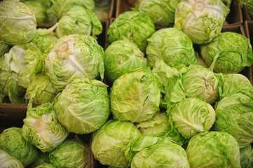 Fototapeta premium green fresh cabbage
