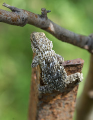 gecko, lézard 