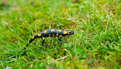 fire salamander in the grass