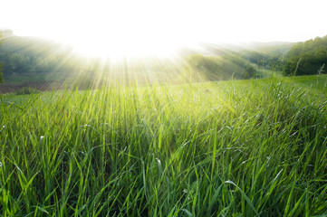 morning dew in the rays rising sun