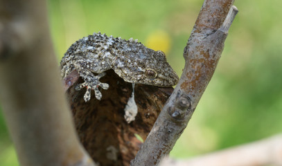 gecko, lézard 
