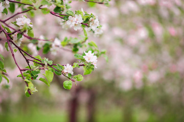 Flowers of the cherry blossoms on a spring day