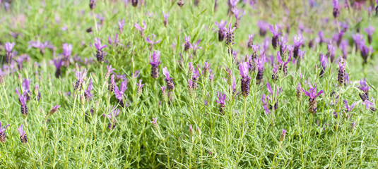 Naklejka premium Lavender bush with purple flowers closeup