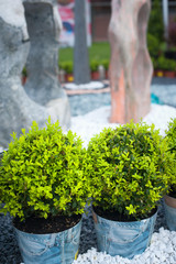 Fototapeta premium Green plant and colorful pebble stone garden