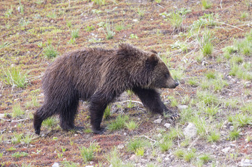 Black Bear-Yellowstone National Park