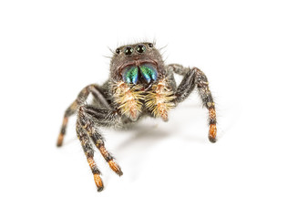 Jumping Spider-white background