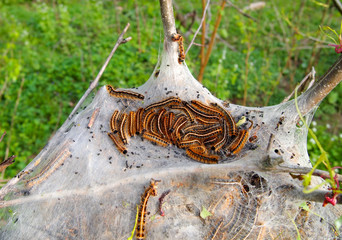 Tent Caterpillars In Tree