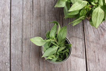 Fototapeta premium Basil leaf