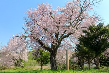 Fototapeta premium 旭川市の老木の姫桜 / 旭川市の中で古い桜の名木。上南部の姫桜として知られている。