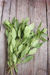 Basil leaf