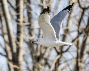 Ring-billed gull flying-Colorado, Loveland