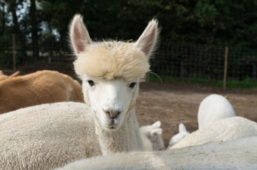 white alpaca