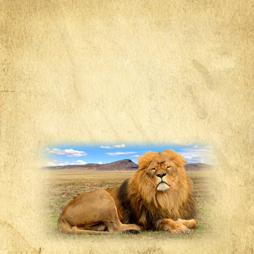 A photo of a beautiful African lion on a background of old paper