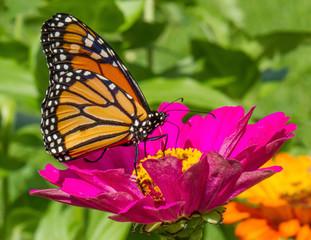 Butterfly sitting on a flower