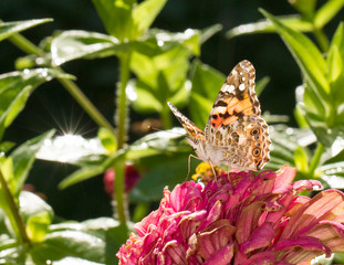 Butterfly sitting on a flower