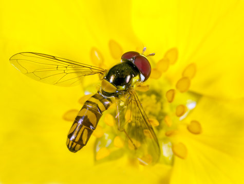 Flower fly-magnification