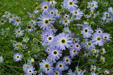 Pink painted daisy flowers (Pyrethrum Daisy)