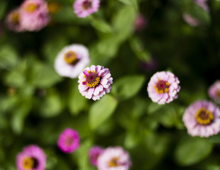Pink Zinnia