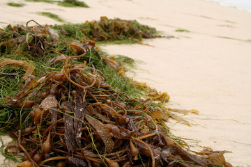 Fototapeta na wymiar Bull Kelp On The Beach