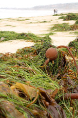Bull Kelp On The Beach