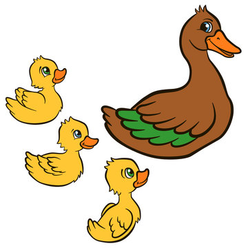 Cartoon birds for kids. Mother duck swims with her little cute ducklings. They smile.
