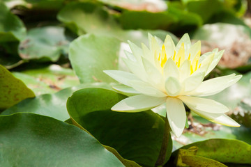 white lotus or water lily