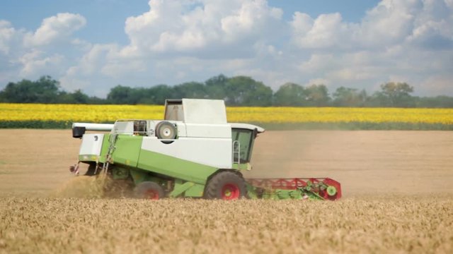 Two harvesters in field. Combine harvesting.