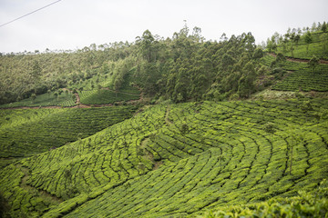 Scenic Lush Green Landscape