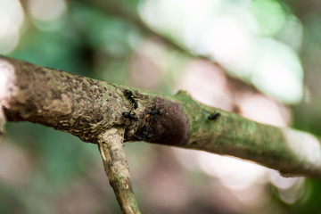 Ants on a tree branch in a jungle of Madidi national park, Bolivia