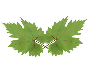  Vector illustration,Two grape leaf on white background