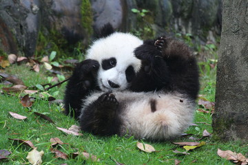 Naklejka premium Panda