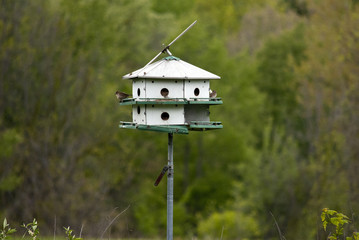 Bird watching