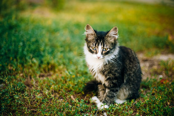 Naklejka na ściany i meble Small Cat Kitten Sit In Green Summer Grass