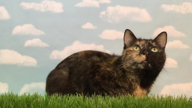4K HD Video of a Black and orange torbie tortie cat crouched down in fake grass with fake sky background watching objects in distance then yawning as if bored.