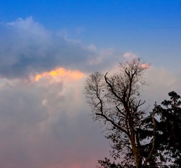 Orange Sunset Silhouetting Pine Trees and Dead Trees